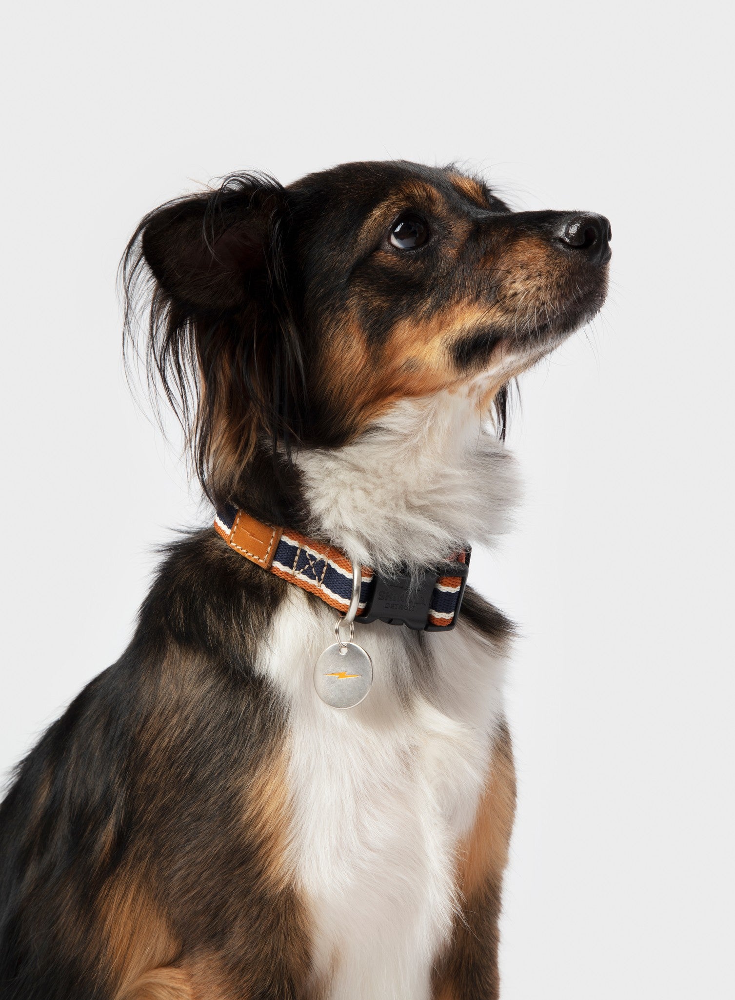 Nylon Dog Collar - Brand Stripe - Image 2